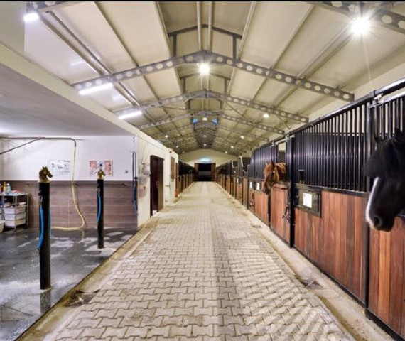 B. Equine Binicilik - İzmir